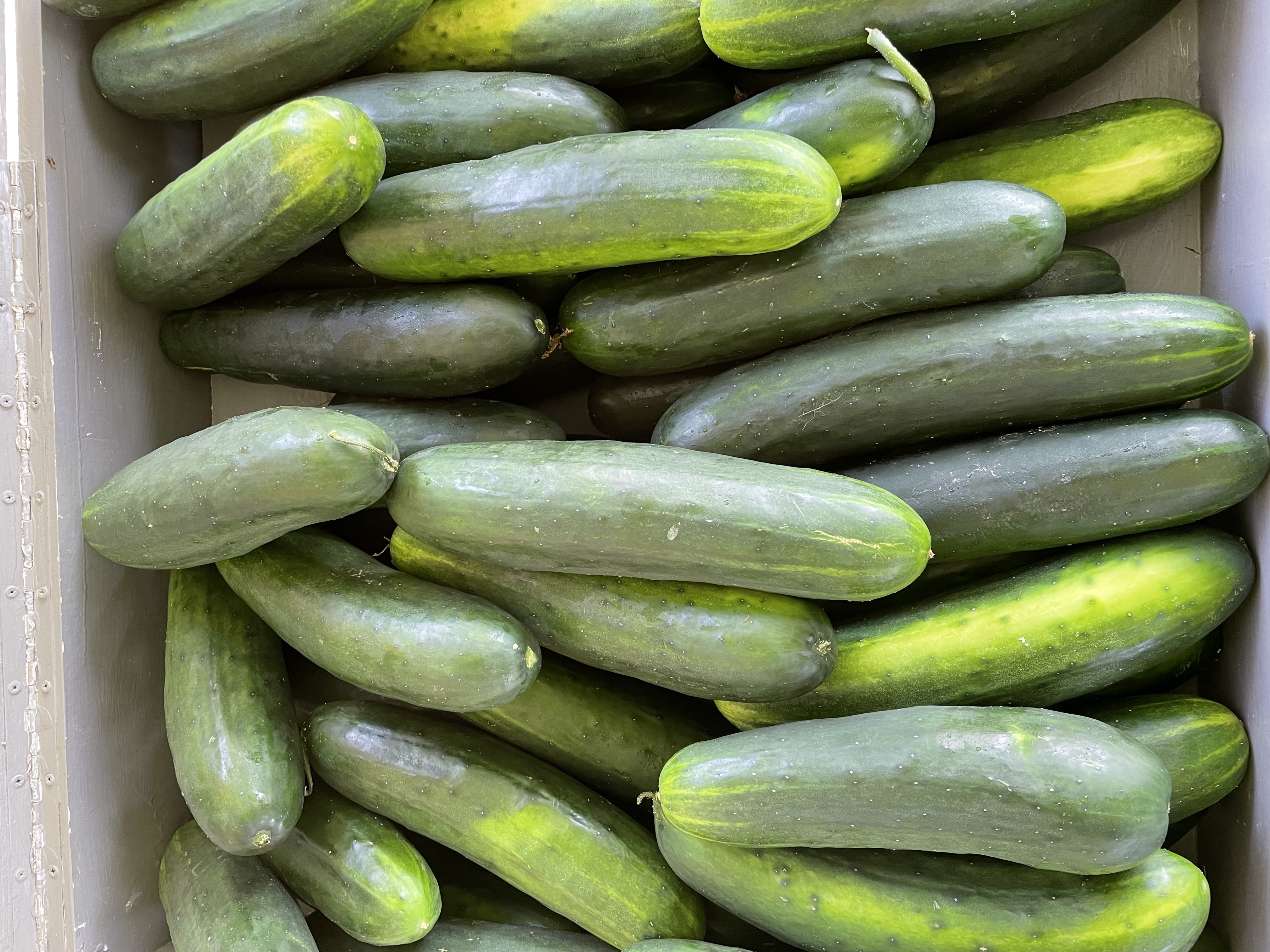 Cucumber Display